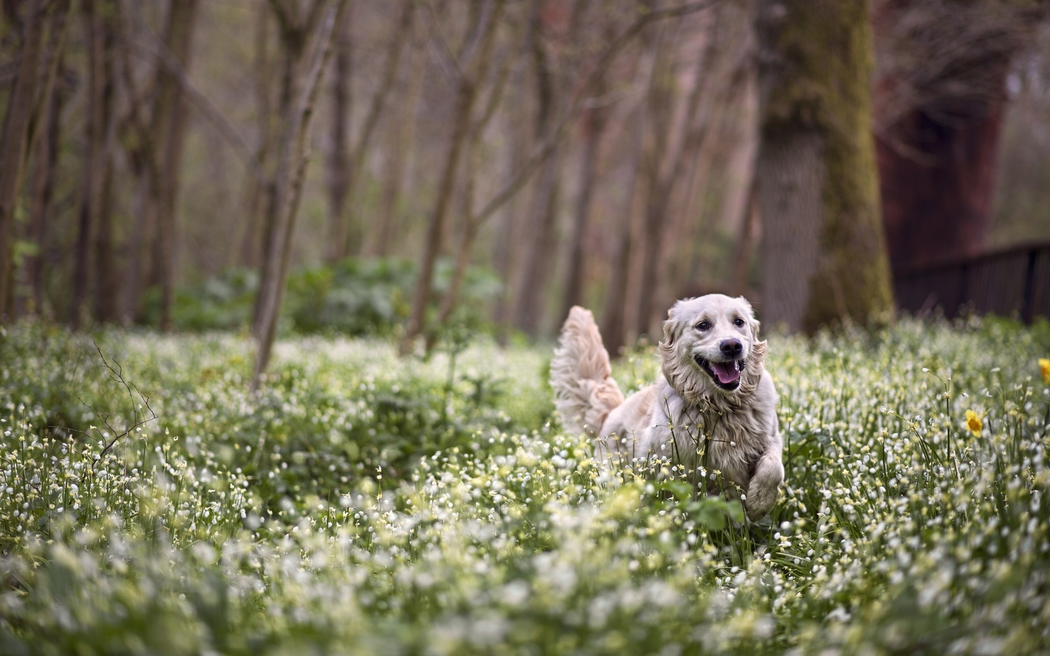 dog, Forest, Flowers, Spring Wallpaper