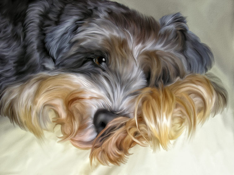 dog, Shaggy, Photoshop HD Wallpaper Desktop Background