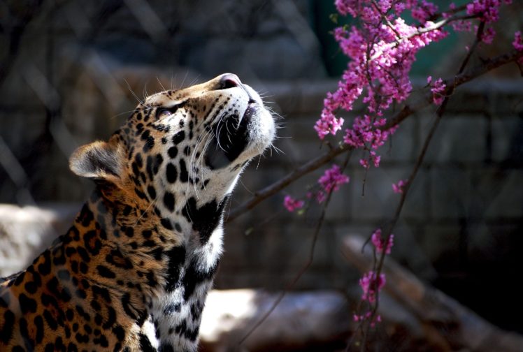 jaguar, Wild, Cat HD Wallpaper Desktop Background