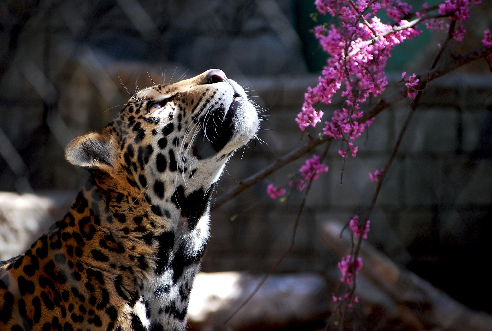 jaguar, Wild, Cat Wallpaper