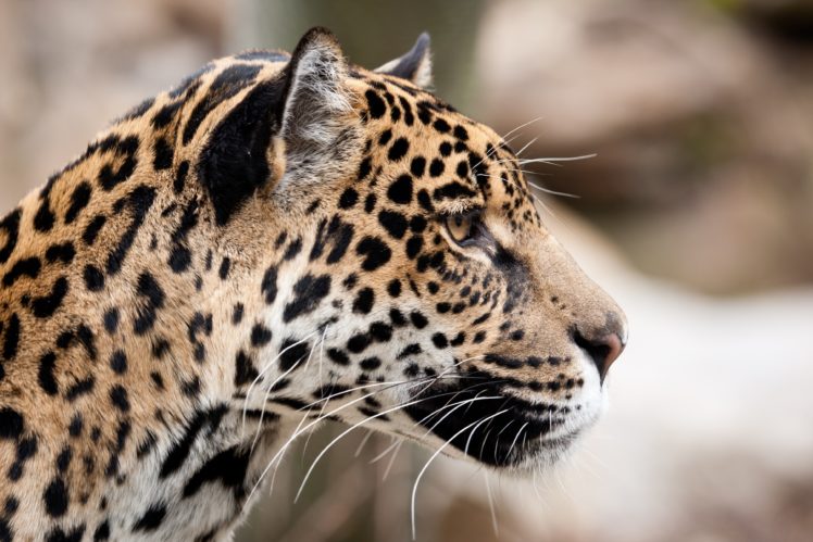 jaguar, Wild, Cat, Face, Profile HD Wallpaper Desktop Background
