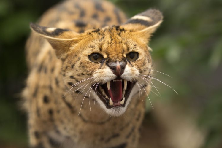 serval, A, Wild, Cat, Face, Teeth, Rage, Jaws, Teeth HD Wallpaper Desktop Background