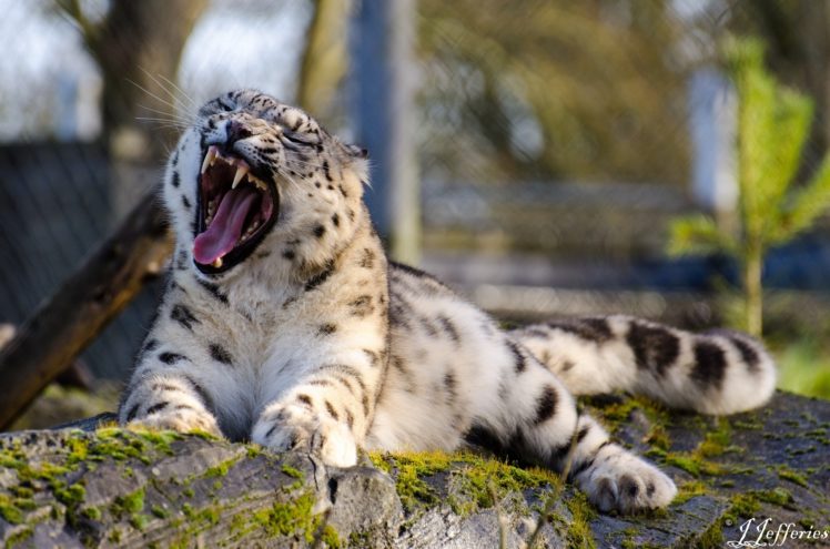 snow, Leopard, Wild, Cat, Yawns, Jaws, Teeth HD Wallpaper Desktop Background