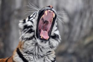 tiger, Wild, Cat, Yawns, Jaws, Teeth