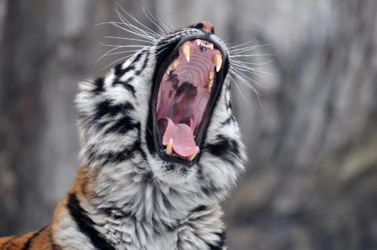 tiger, Wild, Cat, Yawns, Jaws, Teeth Wallpapers HD / Desktop and Mobile  Backgrounds