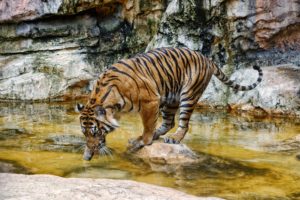 tiger, Wild, Cat, Swimming, Water