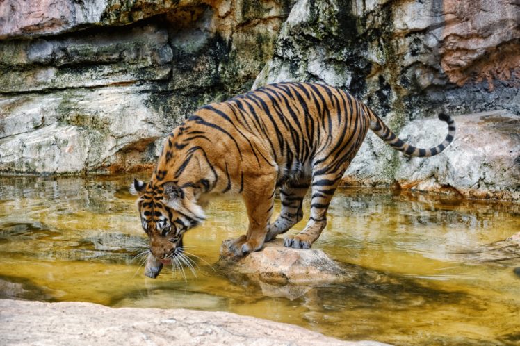 tiger, Wild, Cat, Swimming, Water HD Wallpaper Desktop Background