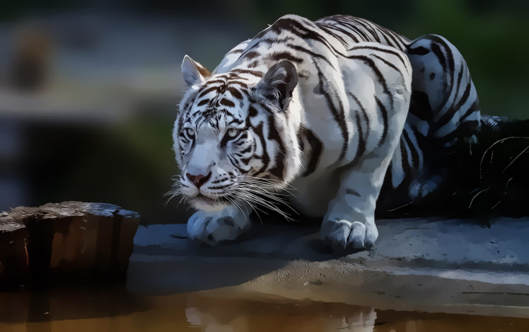 white, Tiger, Nature, Predator, Look HD Wallpaper Desktop Background