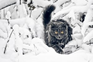 black, Cat, On, The, Snow