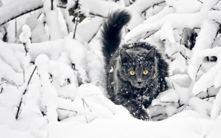 black, Cat, On, The, Snow HD Wallpaper Desktop Background