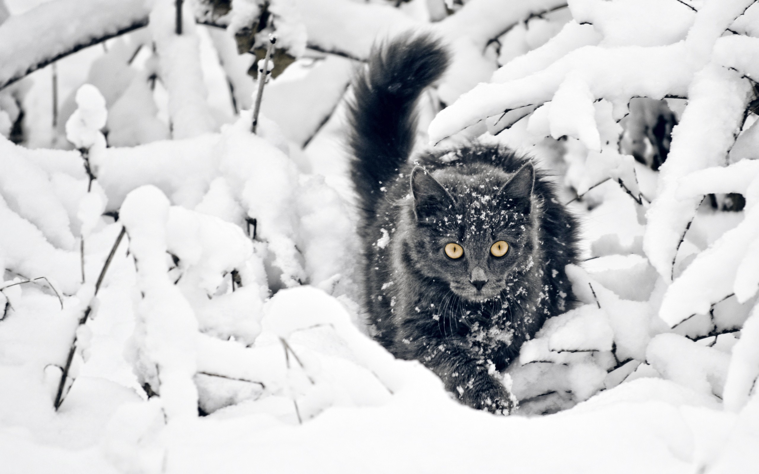 black, Cat, On, The, Snow Wallpaper