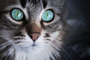 cat, With, Sky,  , Blue, Eyes