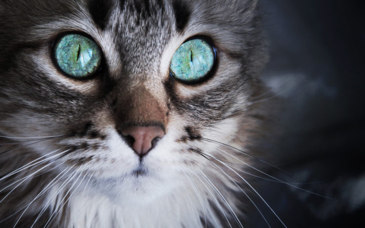 cat, With, Sky,  , Blue, Eyes HD Wallpaper Desktop Background