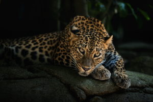 predator, Lying, Face, Leopard