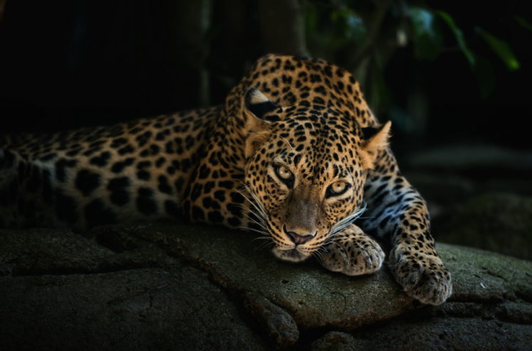 predator, Lying, Face, Leopard HD Wallpaper Desktop Background