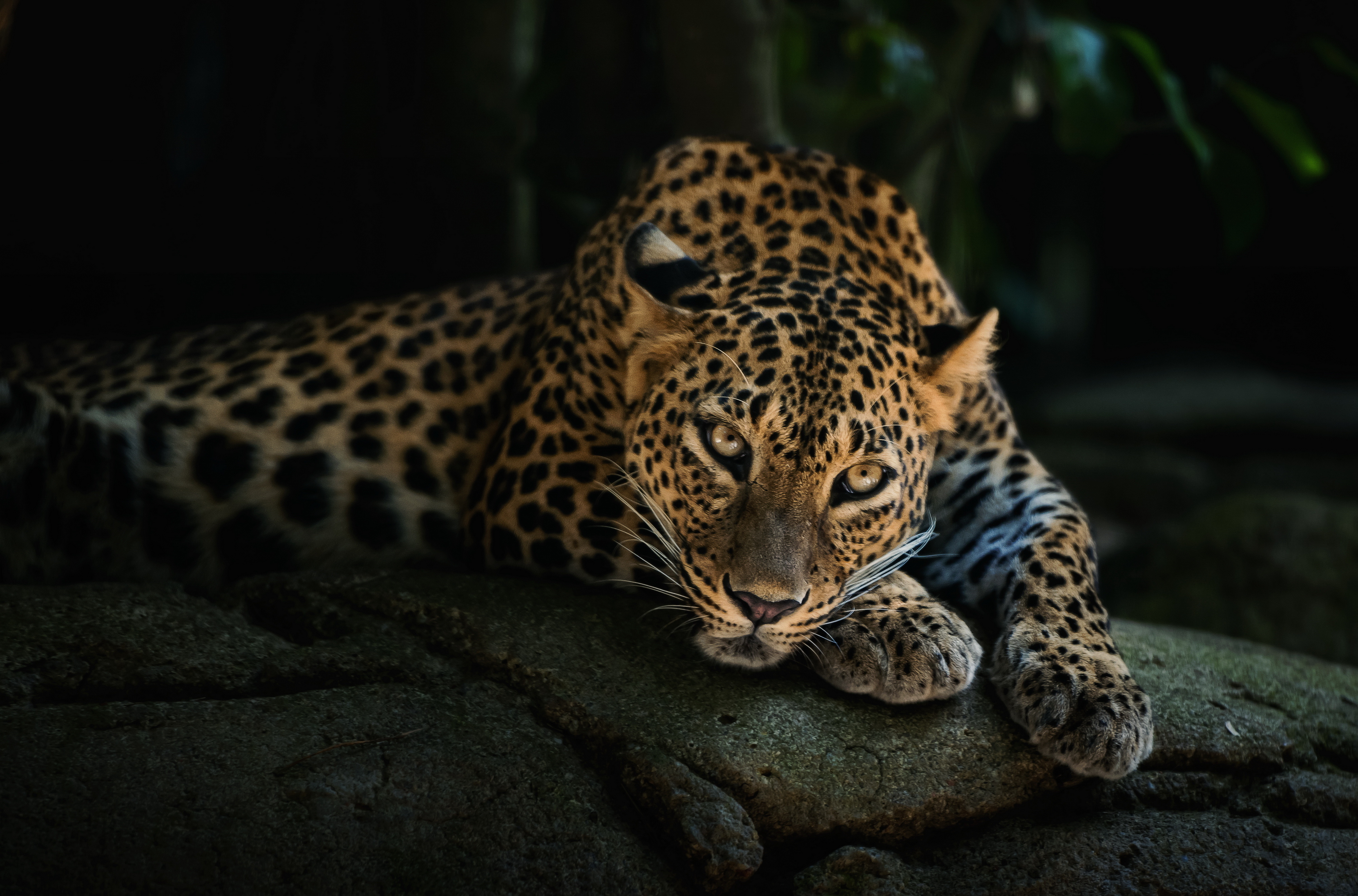 predator, Lying, Face, Leopard Wallpaper