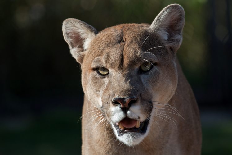 puma, Cougar, Mountain, Lion, Wild, Cat, Muzzle HD Wallpaper Desktop Background