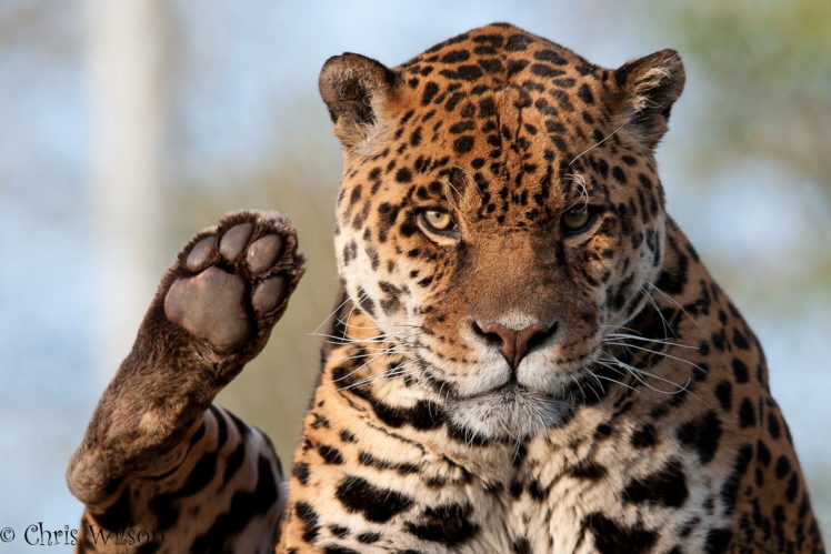 big, Cats, Jaguars, Paws, Glance, Animals HD Wallpaper Desktop Background