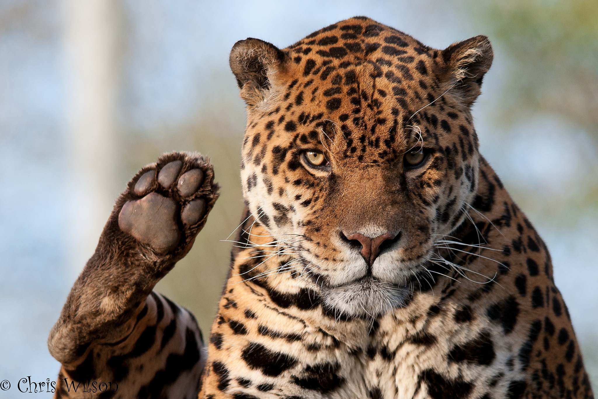 big, Cats, Jaguars, Paws, Glance, Animals Wallpaper