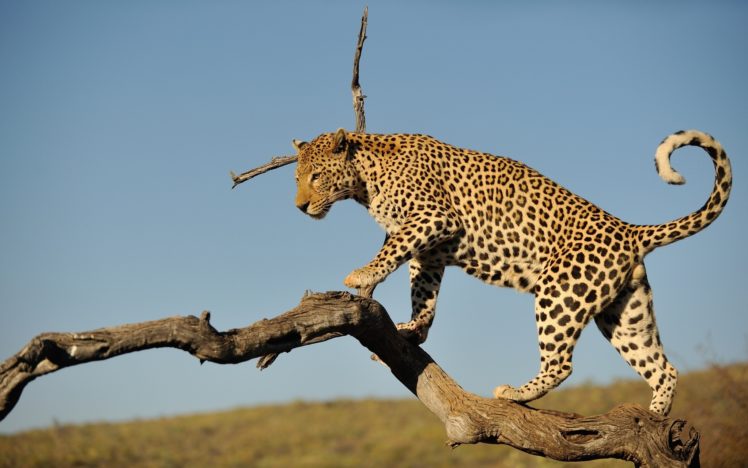 big, Cats, Leopards, Branches, Animals HD Wallpaper Desktop Background