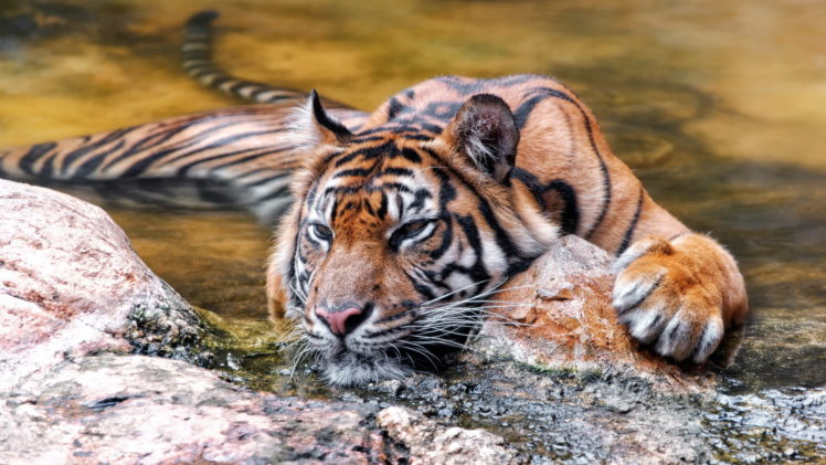 big, Cats, Tigers, Animals HD Wallpaper Desktop Background