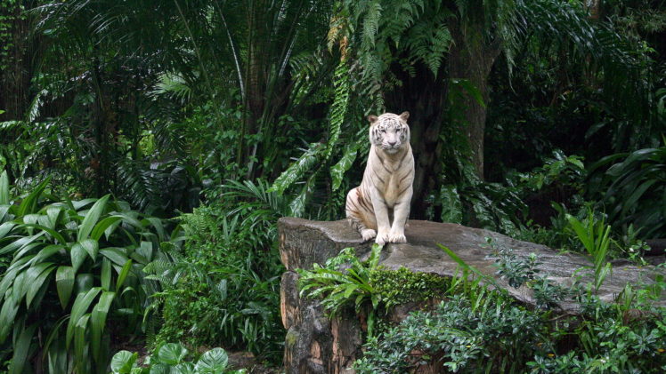 big, Cats, Tigers, Tropics, Animals HD Wallpaper Desktop Background