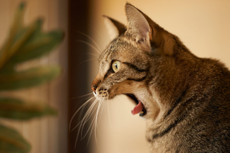 cat, Yawn, Profile HD Wallpaper Desktop Background