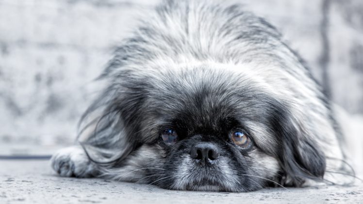 dog, Pekingese, Eyes, Muzzle HD Wallpaper Desktop Background