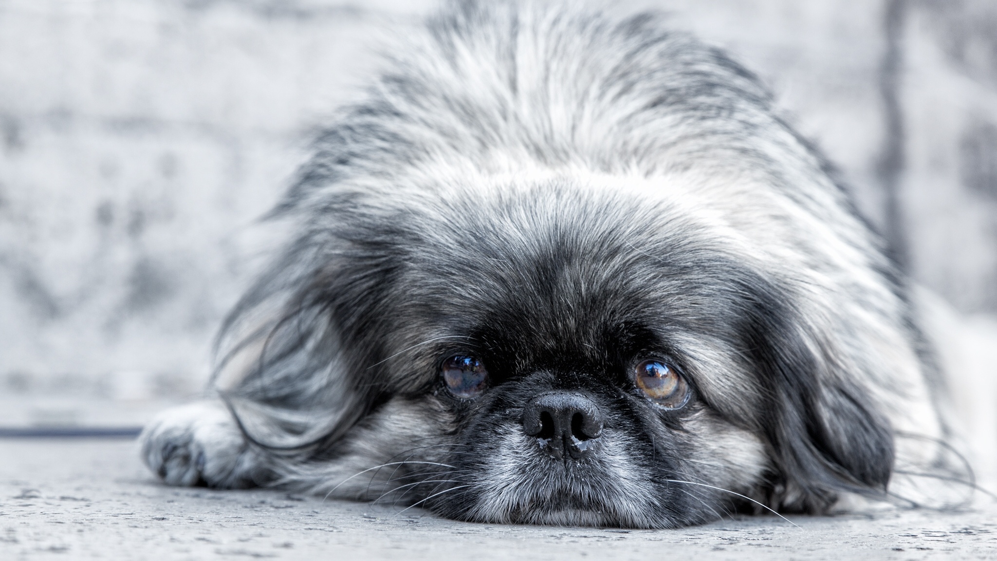 dog, Pekingese, Eyes, Muzzle Wallpaper