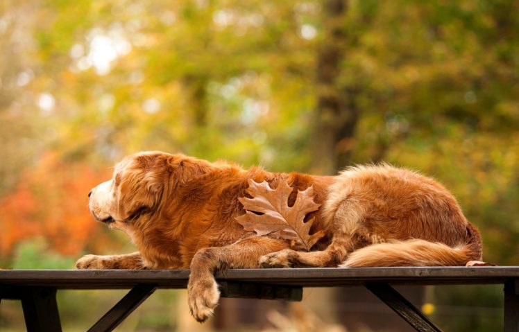 dogs, Golden, Retriever, Animals HD Wallpaper Desktop Background