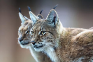 eurasian, Lynx