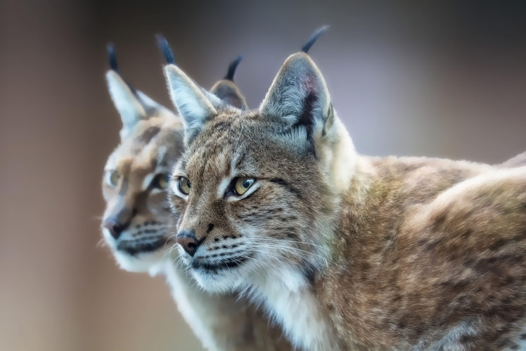 eurasian, Lynx HD Wallpaper Desktop Background