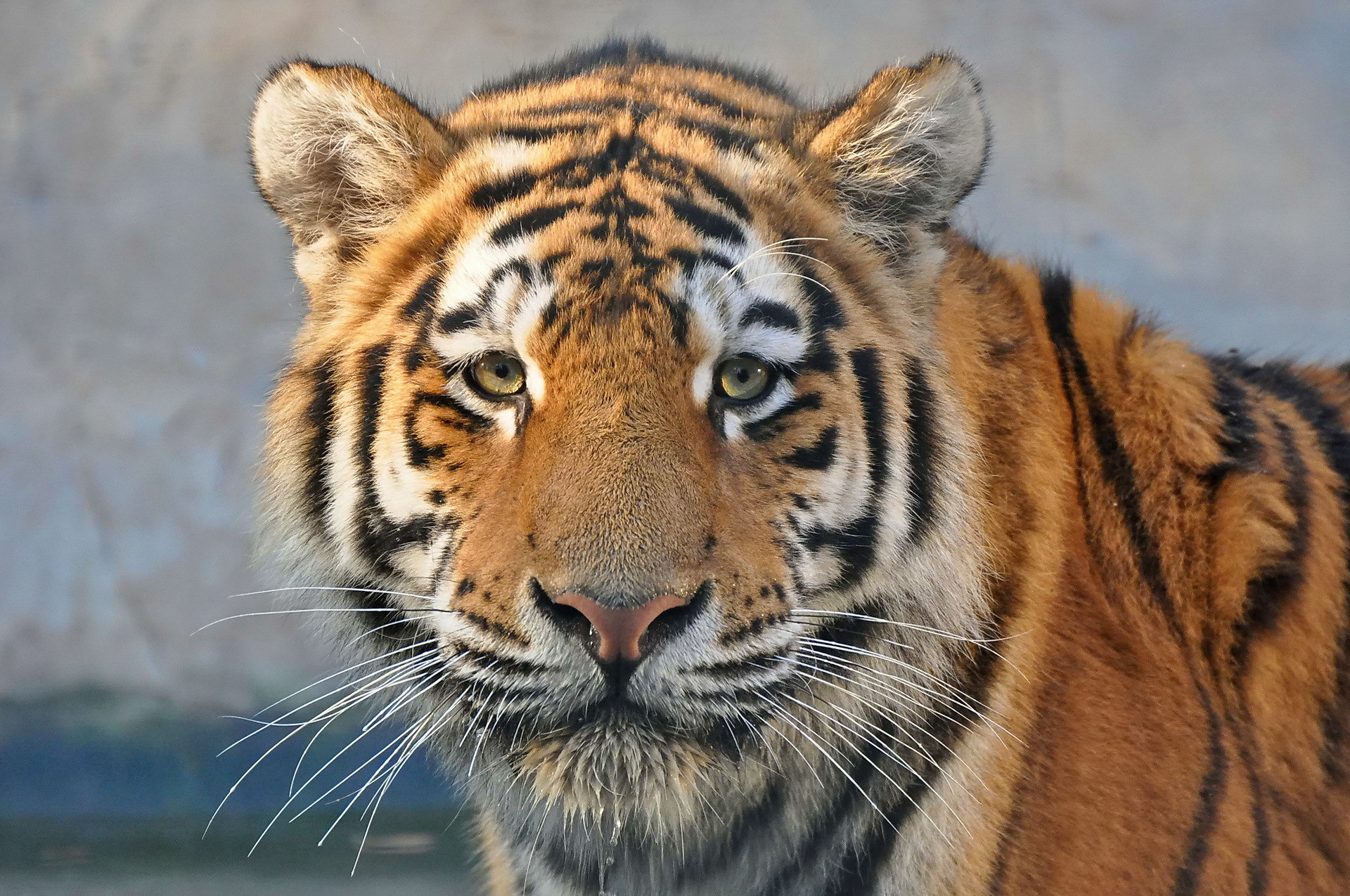 ig, Cats, Tigers, Glance, Snout, Animals Wallpaper
