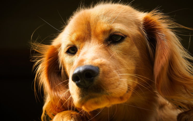 dog, Friend HD Wallpaper Desktop Background