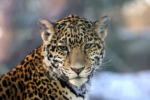 jaguar, Wild, Cat, Muzzle