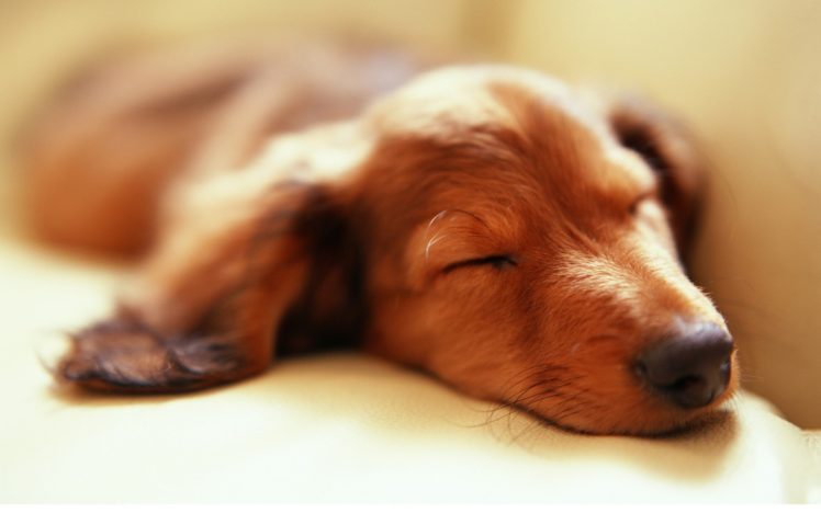 animals, Dogs, Sleeping HD Wallpaper Desktop Background