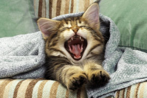 kitten, Yawn