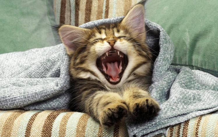 kitten, Yawn HD Wallpaper Desktop Background