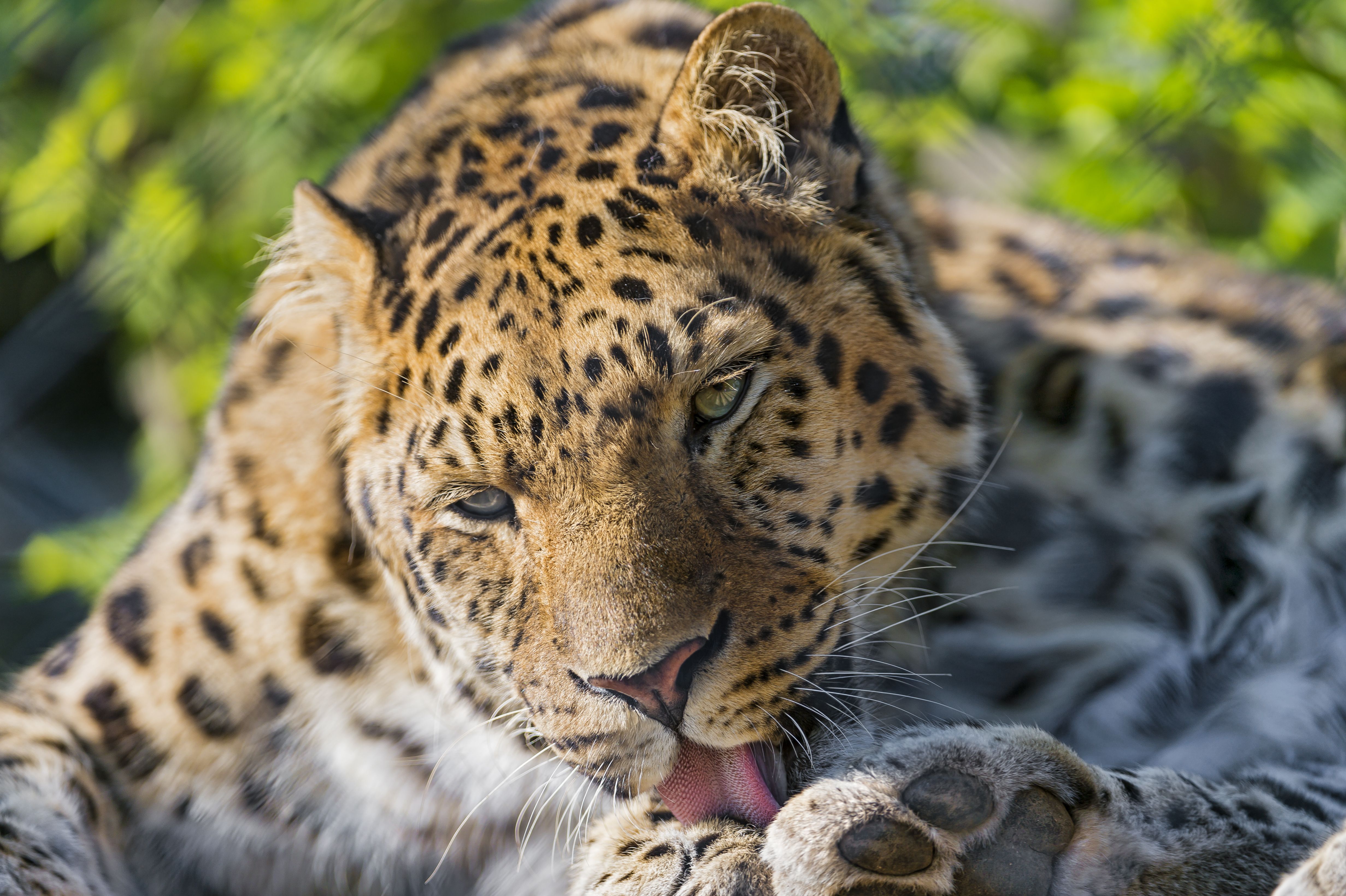 big, Cats, Leopards, Animals Wallpaper