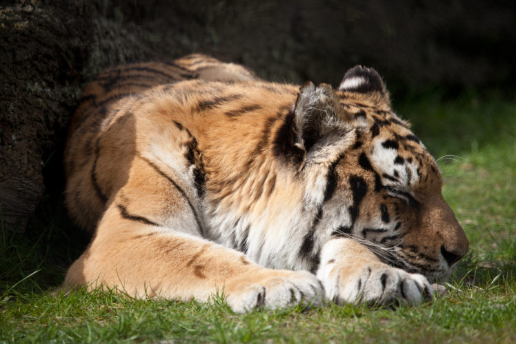 big, Cats, Tigers, Sleep, Grass, Paws, Animals HD Wallpaper Desktop Background