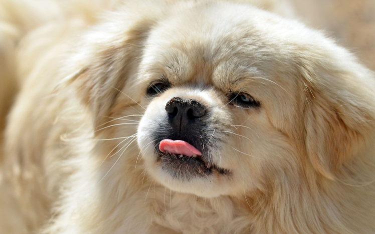 dogs, Snout, Animals HD Wallpaper Desktop Background