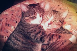 love, Vintage, Cats, Animals, Effects, Pets, Whiskers, Ears, Brothers, Hugging