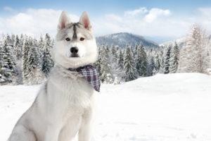 nature, Winter, Snow, Dogs