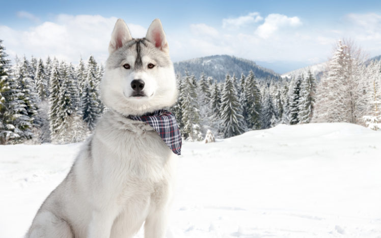 nature, Winter, Snow, Dogs HD Wallpaper Desktop Background