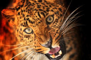 predator, Leopard, Muzzle, Eyes