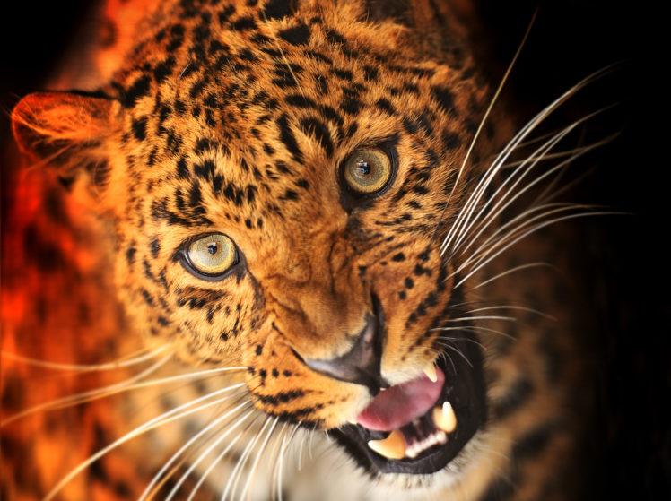 predator, Leopard, Muzzle, Eyes HD Wallpaper Desktop Background