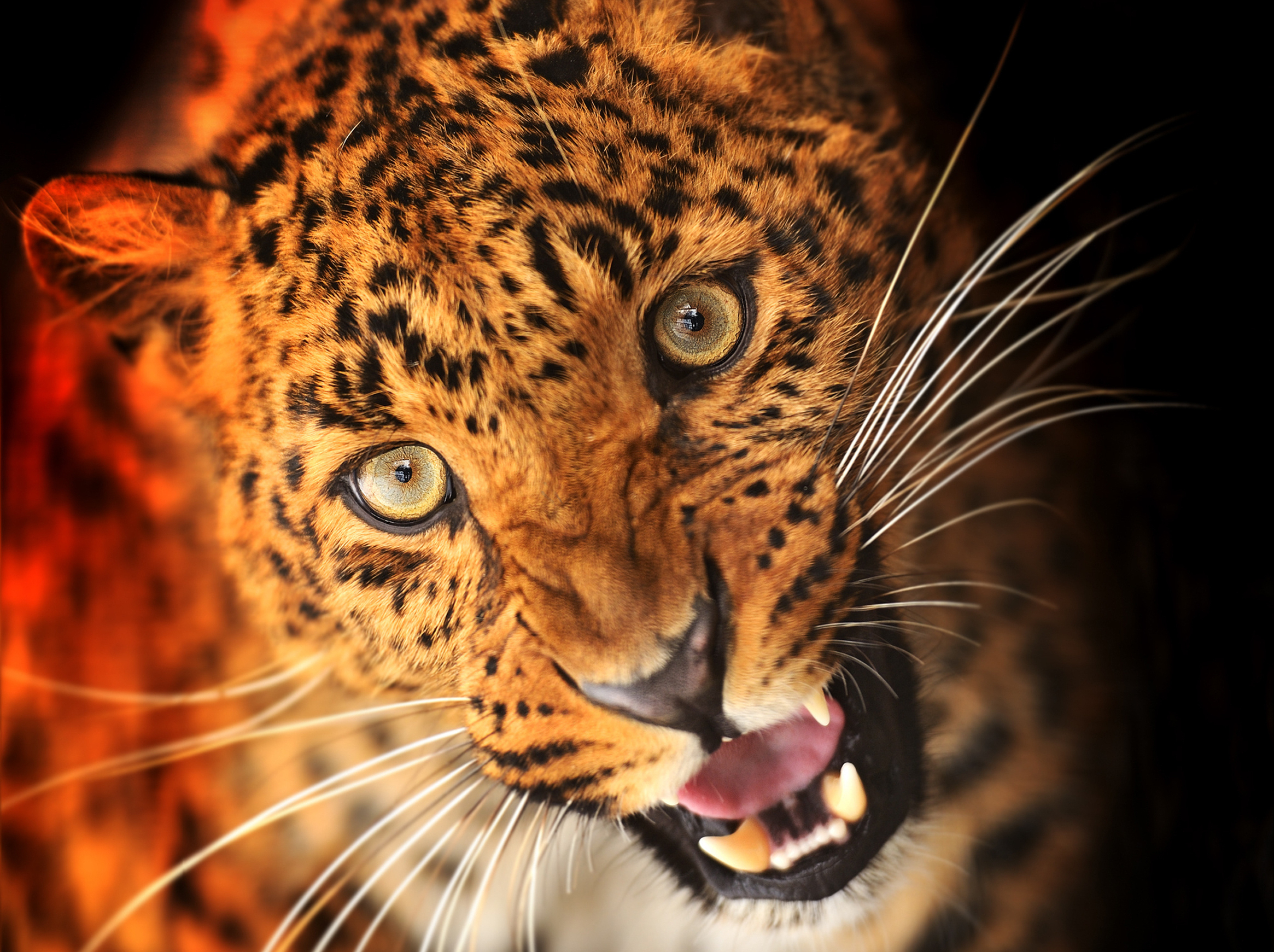 predator, Leopard, Muzzle, Eyes Wallpaper