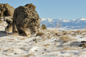 big, Cats, Snow, Leopard