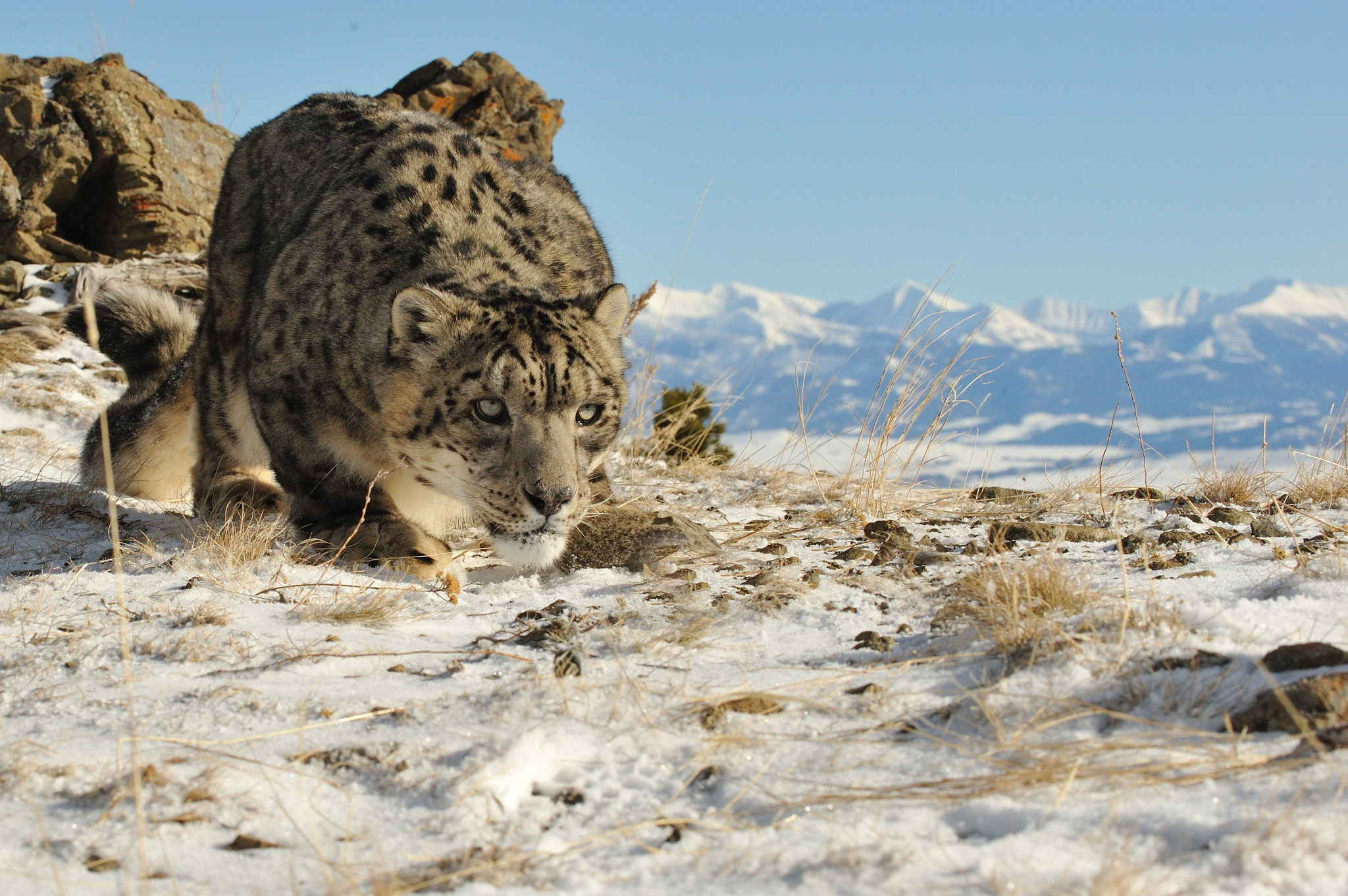 big, Cats, Snow, Leopard Wallpaper