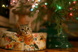 cats, Animals, Christmas, Christmas, Trees